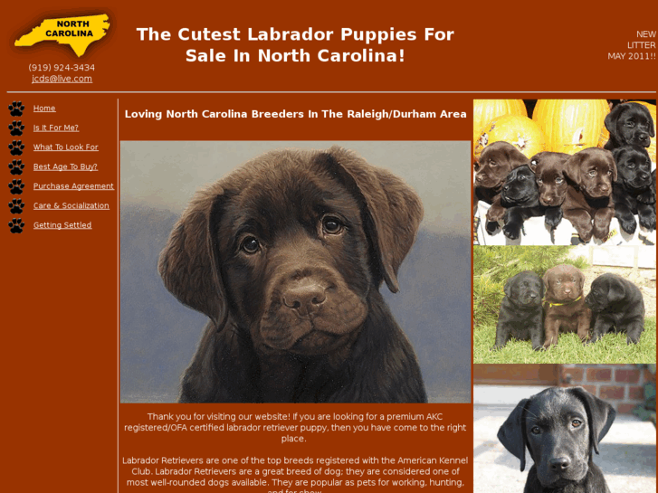 www.nclabradorpuppiesforsale.com