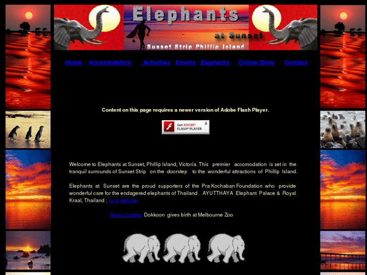 www.elephantsatsunset.com