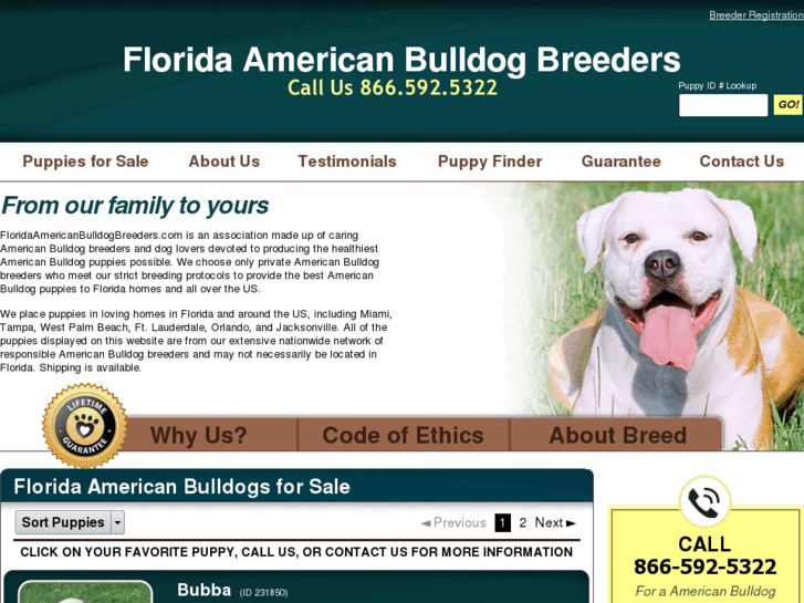 www.floridaamericanbulldogbreeders.com