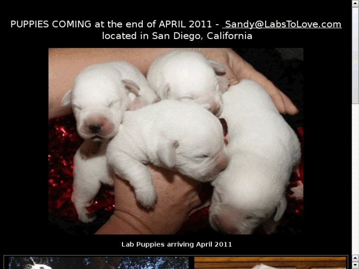 www.white-lab-puppy.com