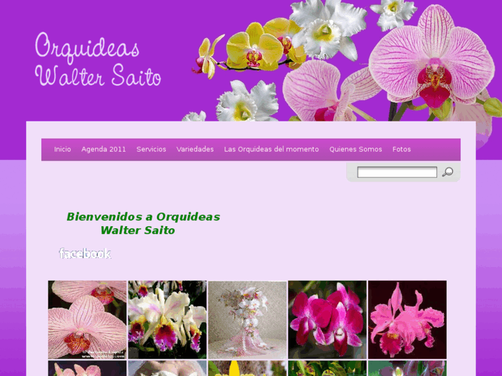 www.orquideaswaltersaito.com