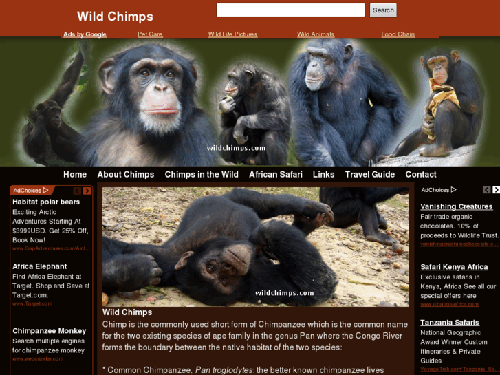 www.wildchimps.com