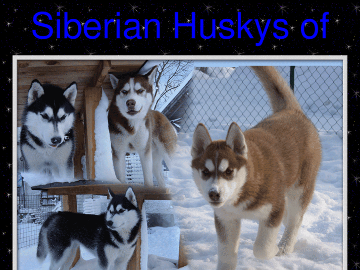 www.siberianhuskys.org