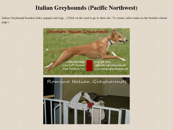 www.italian-greyhounds.net