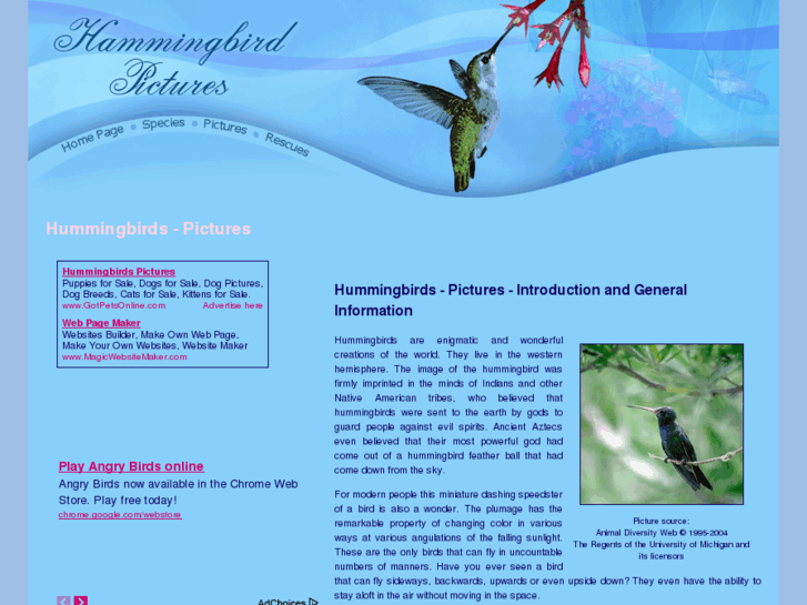 www.hummingbird-pictures.com