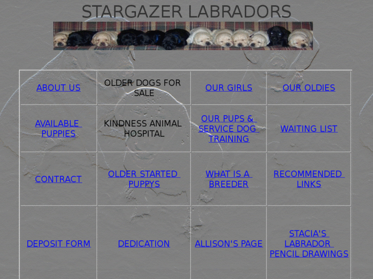 www.stargazerlabradors.com