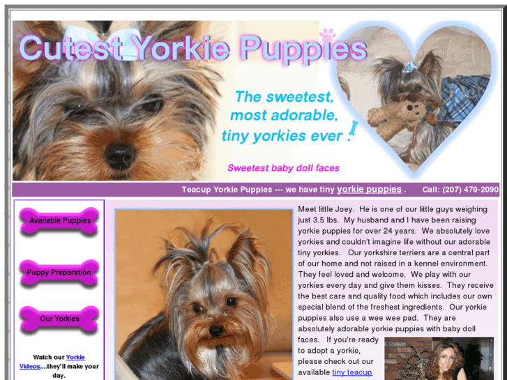 www.cutestyorkiepuppies.com