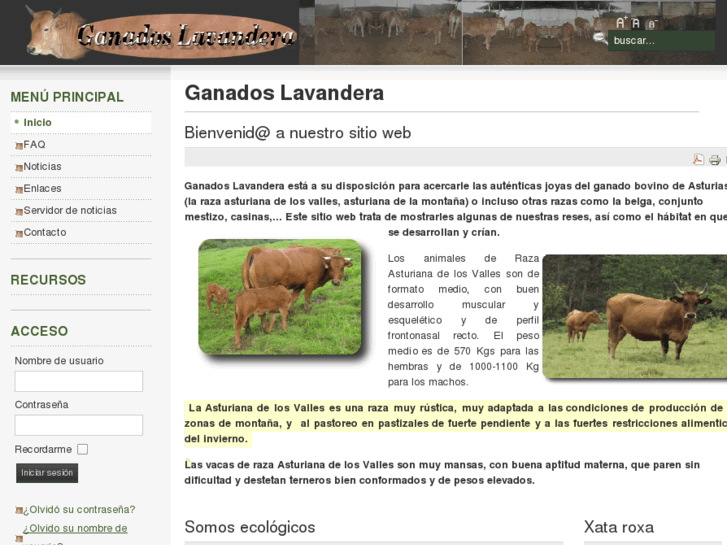 www.ganadoslavandera.com