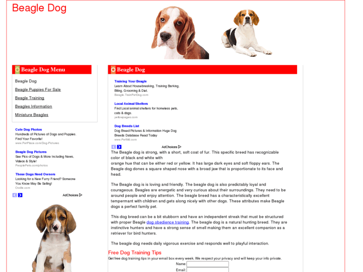 www.beagledog.org