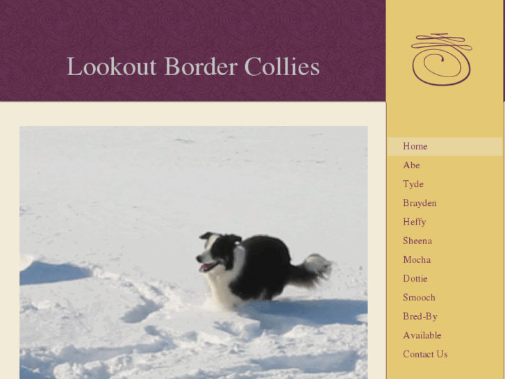 www.lookoutbordercollies.com