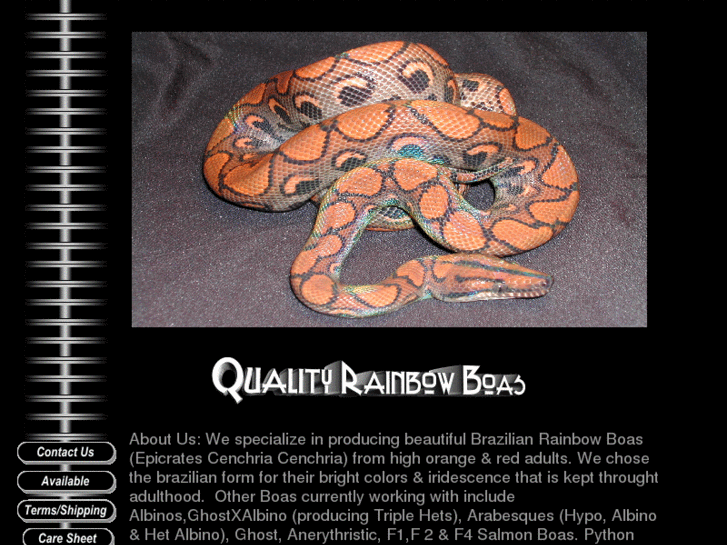 www.qualityrainbowboas.com