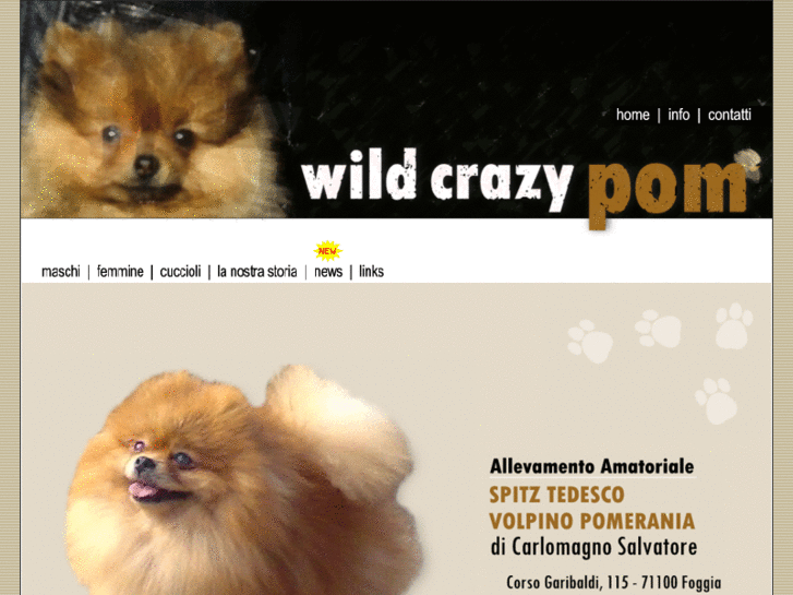 www.wildcrazypom.com