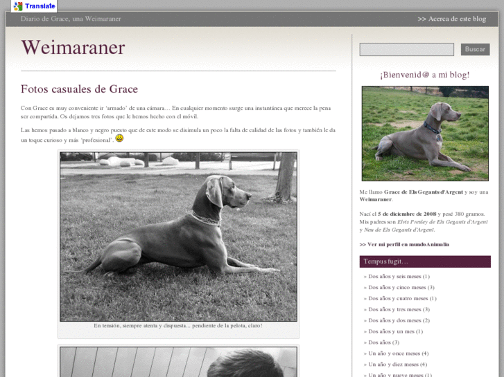 www.weimaraner.es