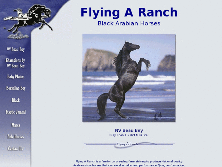 www.flyingarancharabians.com