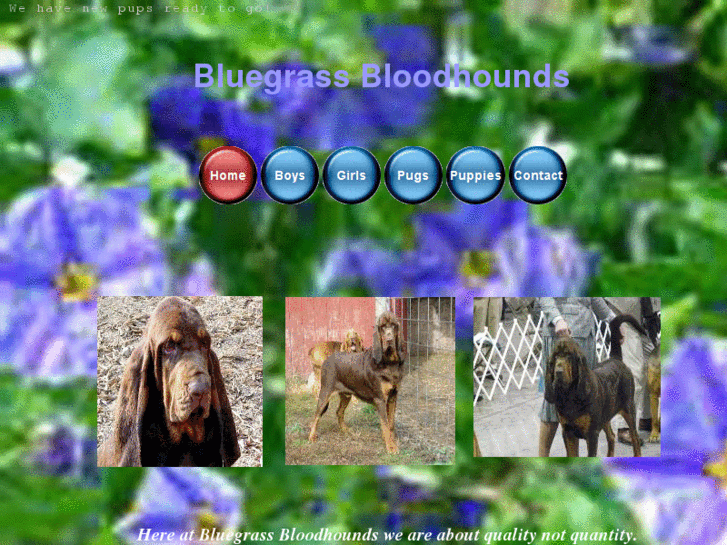 www.bluegrassbloodhounds.net