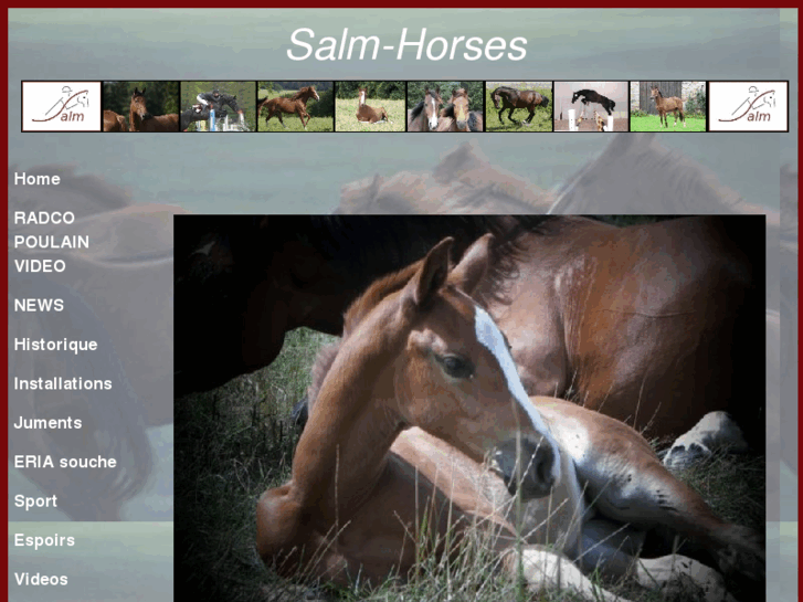 www.salmhorses.com