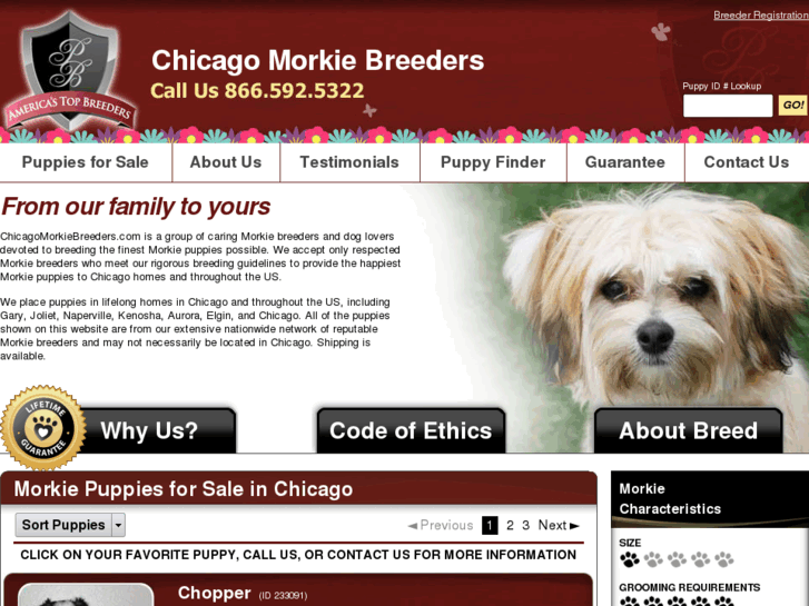 www.chicagomorkiebreeders.com