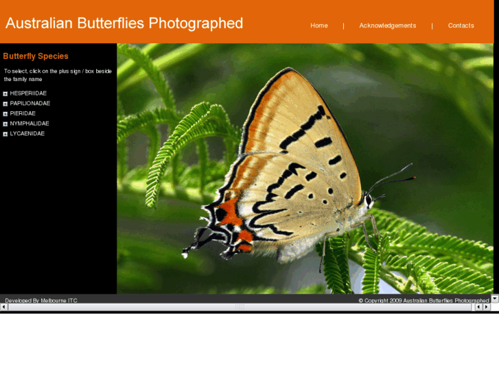 www.australianbutterfliesphotographed.com