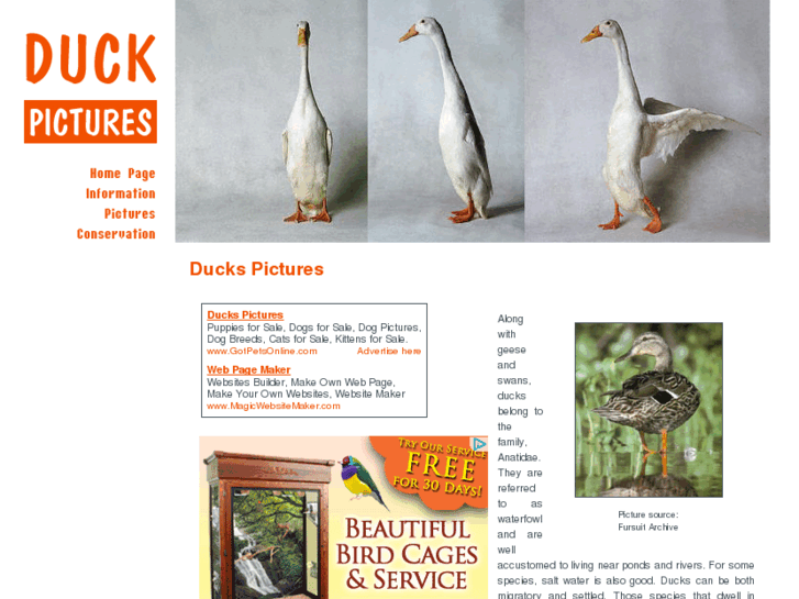 www.duck-pictures.com