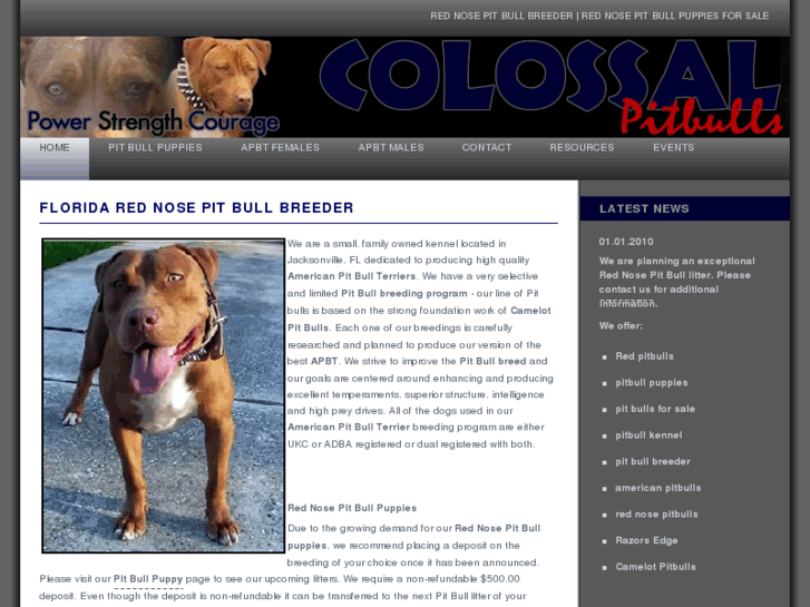 www.colossalpitbulls.com