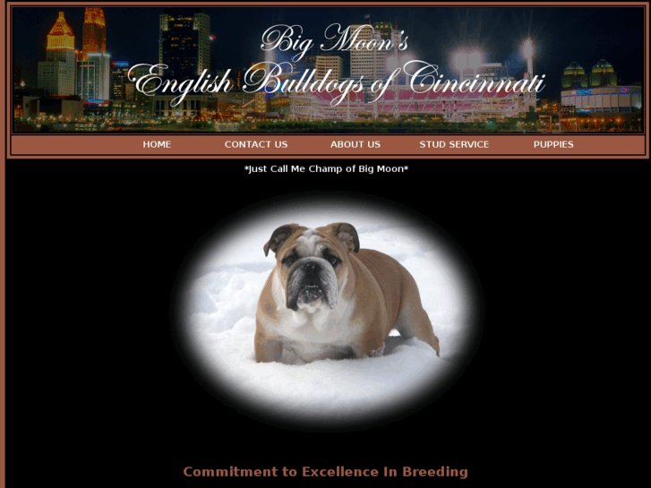 www.englishbulldogsofcincinnati.com