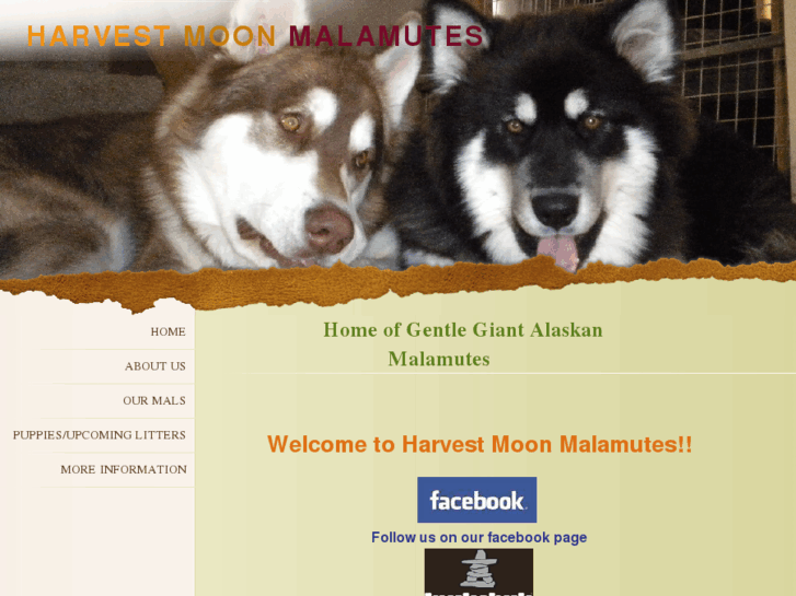 www.harvestmoonmalamutes.com