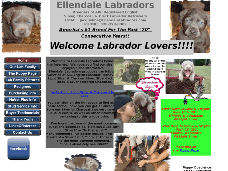 www.ellendalelabradors.com