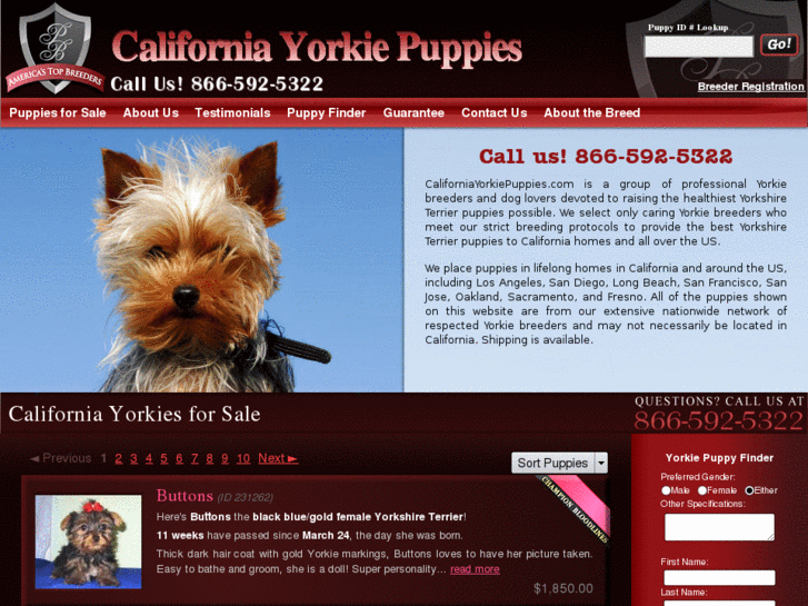 www.californiayorkiepuppies.com