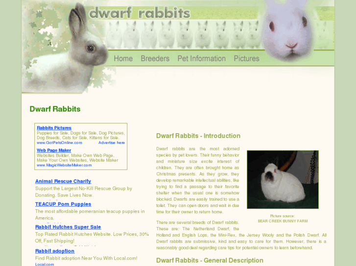 www.dwarf-rabbits.com