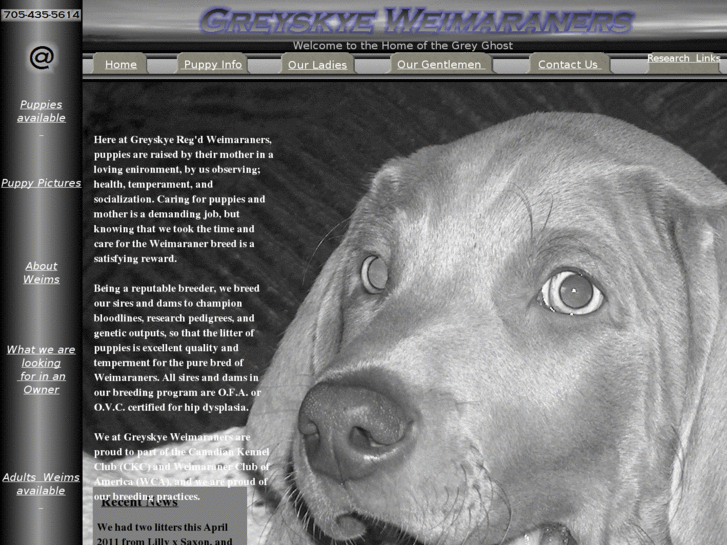 www.greyskyeweimaraners.com