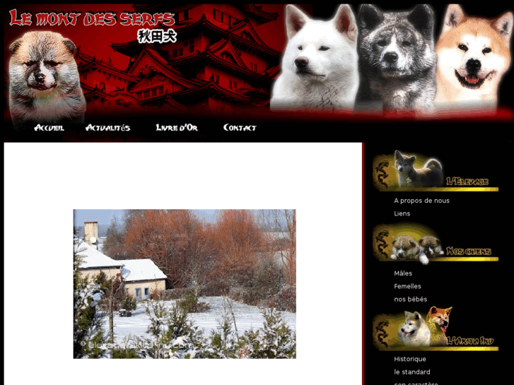 www.elevage-akita-inu.com