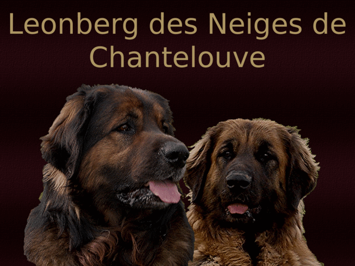 www.leonberg-passion.com