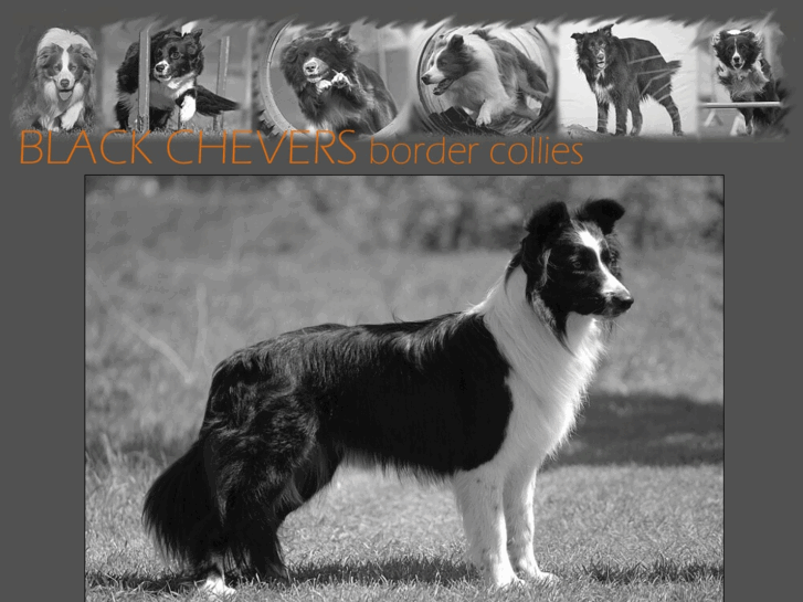 www.bordercollie.cz