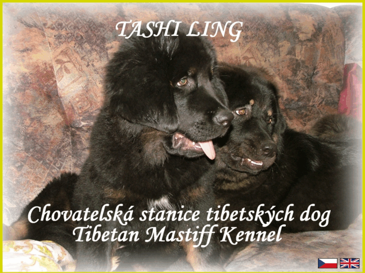 www.tibetdog.cz