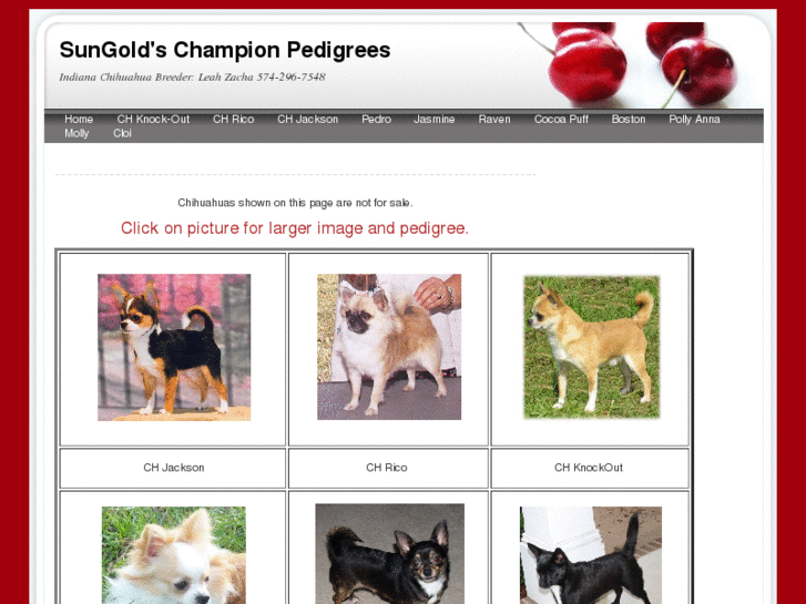 www.qualitychihuahuas.com