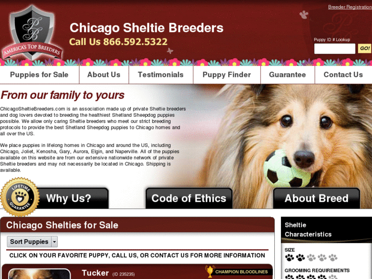 www.chicagosheltiebreeders.com