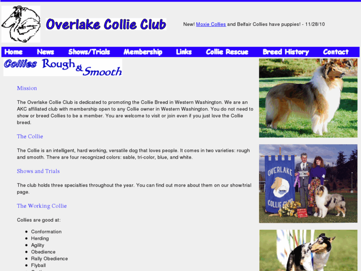 www.overlakecollie.com