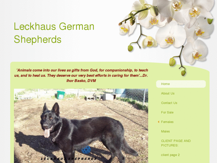 www.leckhausshepherds.com