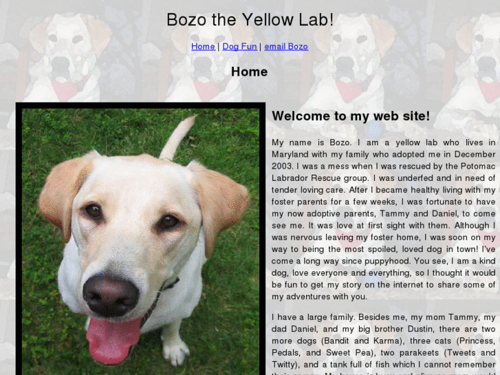 www.bozotheyellowlab.net