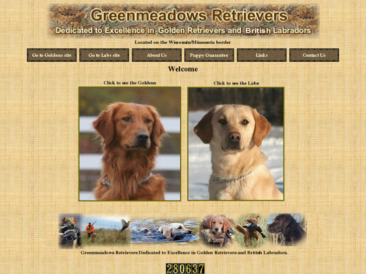 www.greenmeadowsretrievers.com