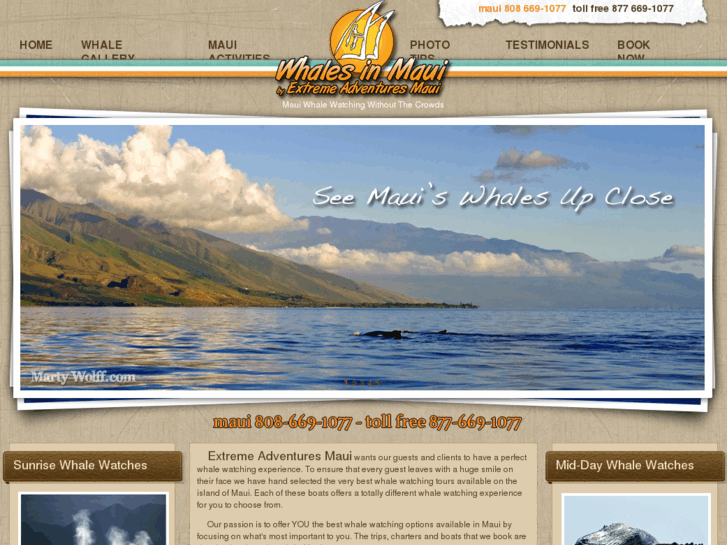 www.whalesinmaui.com