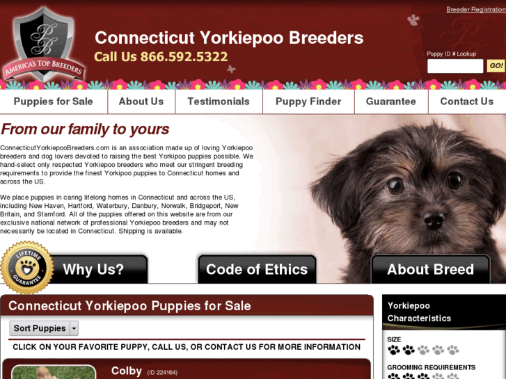 www.connecticutyorkiepoobreeders.com