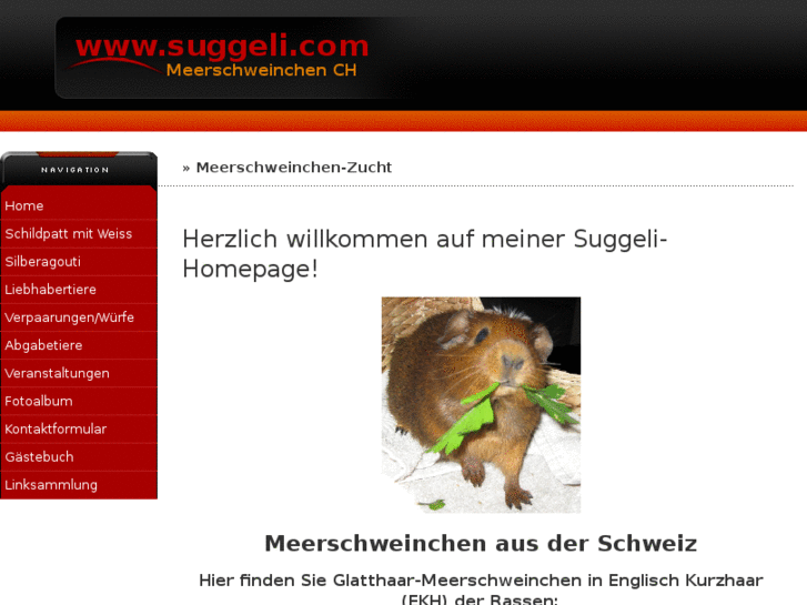 www.suggeli.com