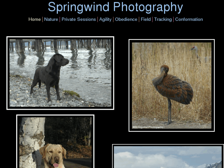 www.springwindphotography.com