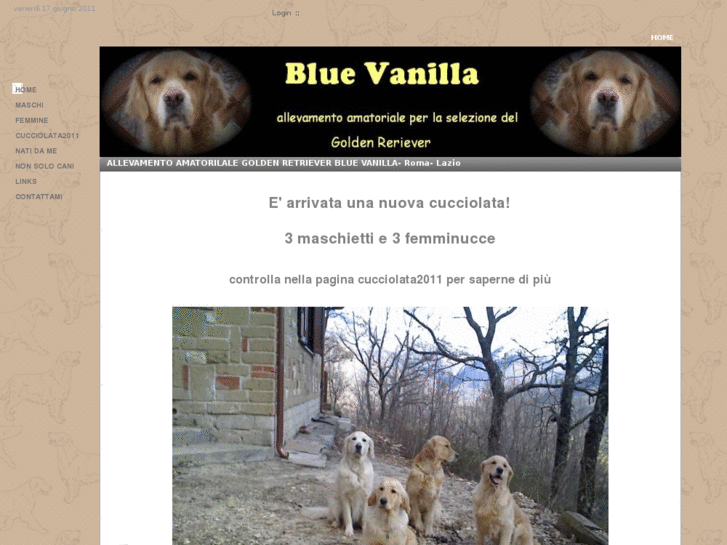 www.bluevanillaretriever.com