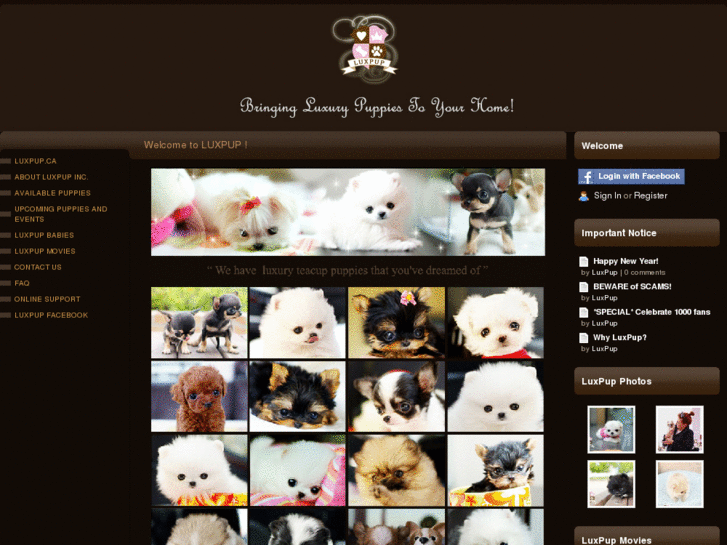 www.cuteteacuppuppies.com