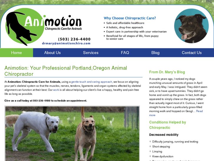 www.animotionchiro.com