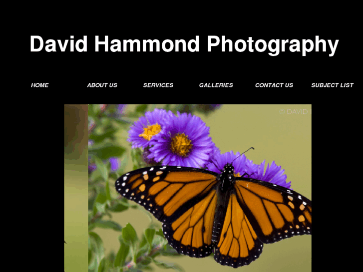 www.davehammondphoto.com