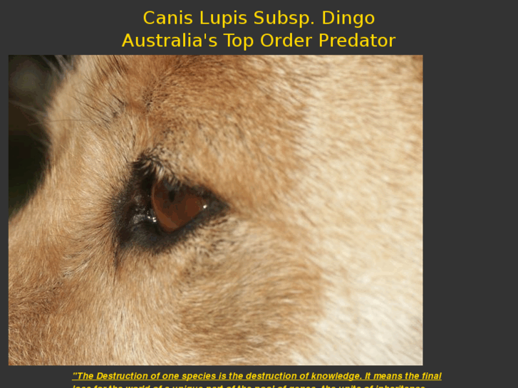 www.dingoconservation.com