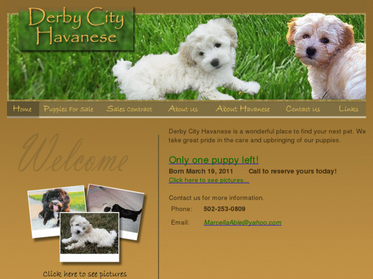 www.derbycityhavanese.com